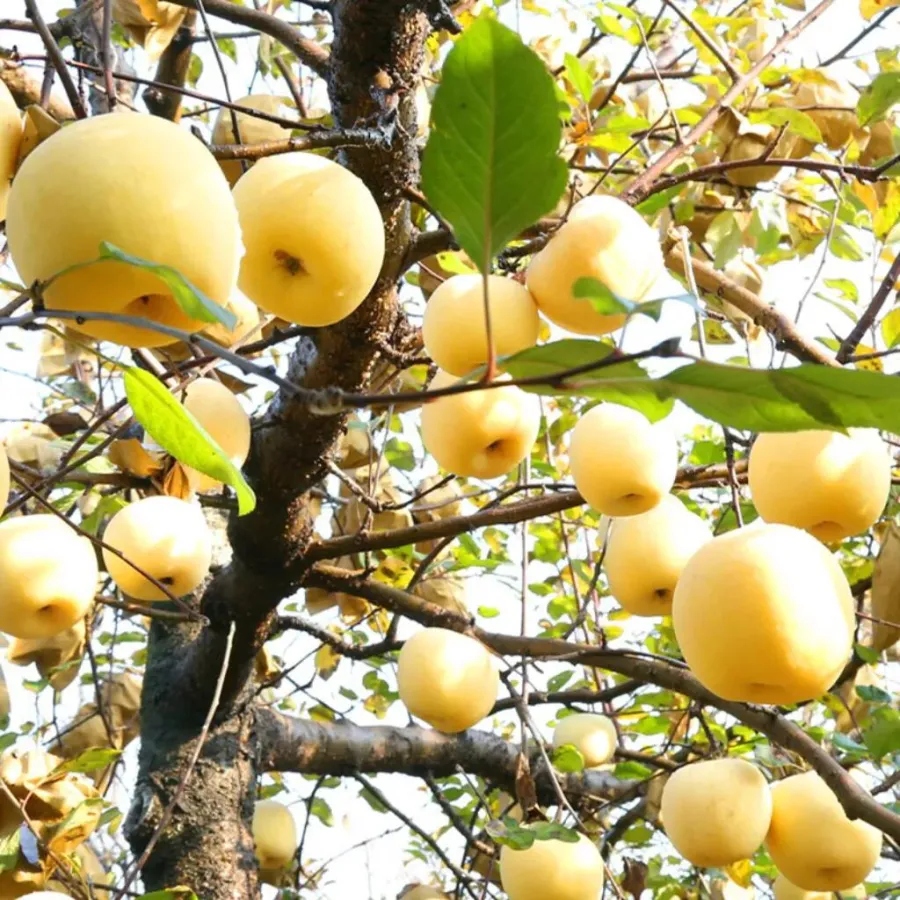 Semena Golden Apple, 90% míra přežití