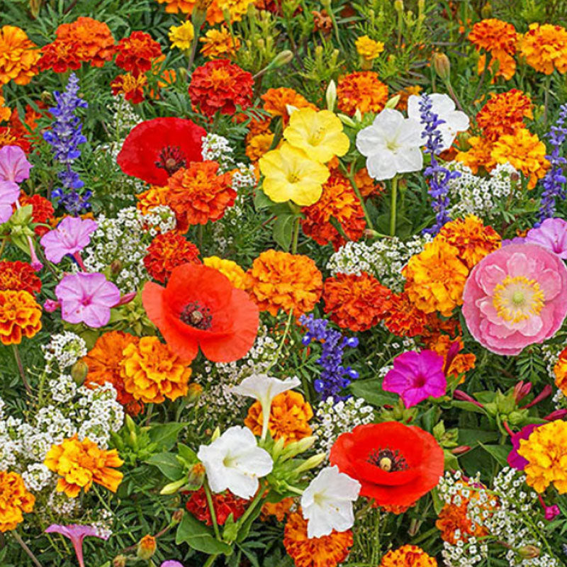 🔥Poslední den prodeje💐Smíšená semena trvalek - přes 60 různých odrůd