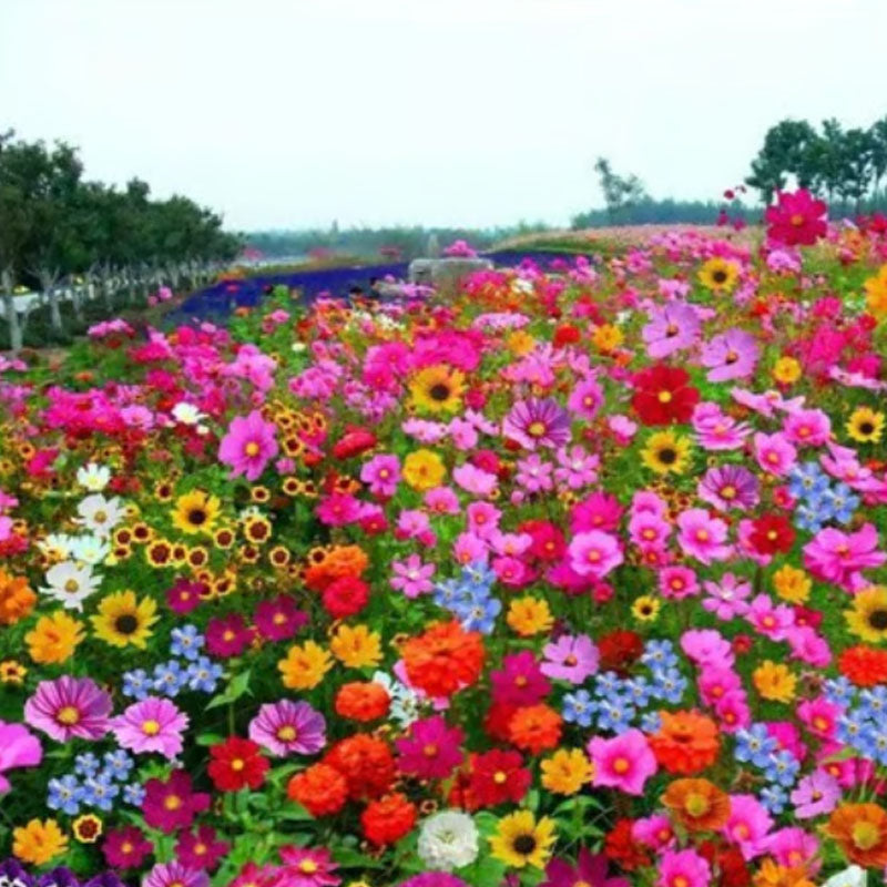 🔥Poslední den prodeje💐Smíšená semena trvalek - přes 60 různých odrůd