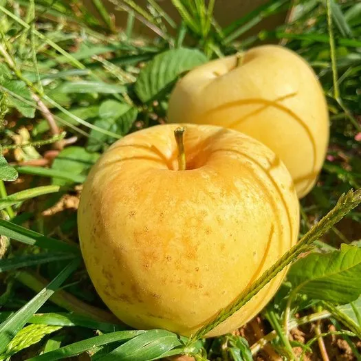 Semena Golden Apple, 90% míra přežití