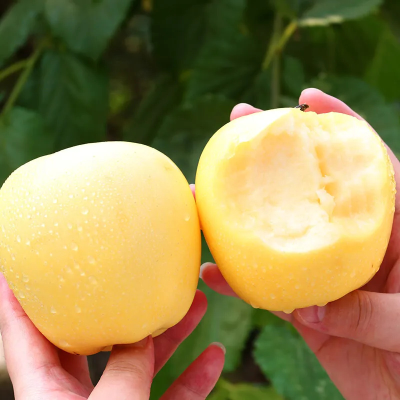 Semena Golden Apple, 90% míra přežití