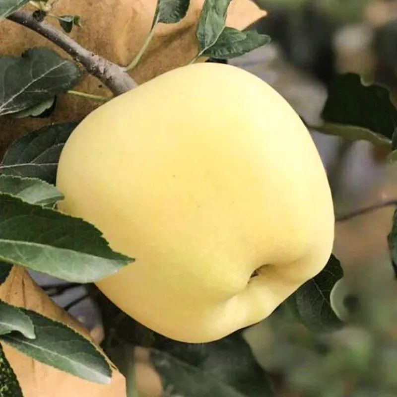 Semena Golden Apple, 90% míra přežití