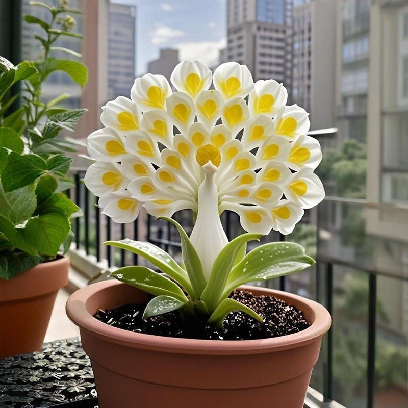 💠 „Královna vonných květů – cibulky orchidejí Peacock pro ryzí zahradní luxus“