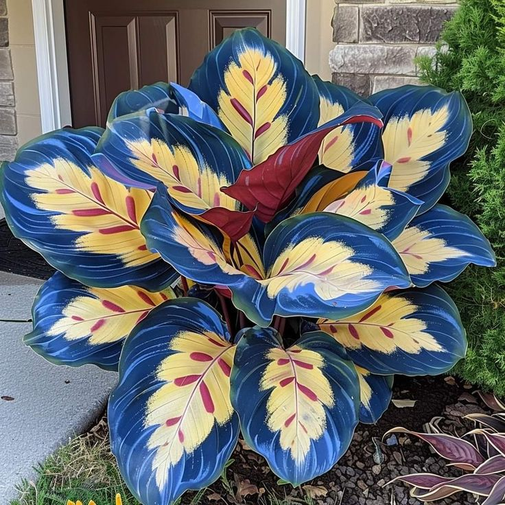 🌿 Barevná semínka hosty – král stínu v zahradě! 🌿