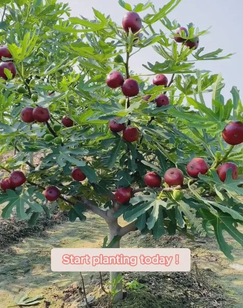 🍑Super obří fíková semínka – Broskvová sladkost v každém soustu! 🌟