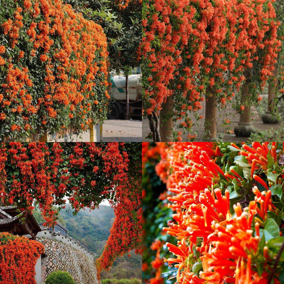 Semena květů Firecracker