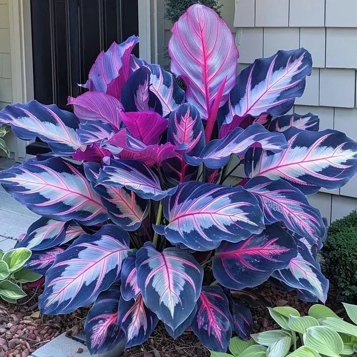 🌿 Barevná semínka hosty – král stínu v zahradě! 🌿