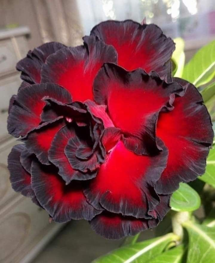 🔥Vypěstujte si Královnu pouště – nyní za sníženou cenu!🎁 😍Ráda kvete, má dlouhé období kvetení 🌵 Pouštní růže