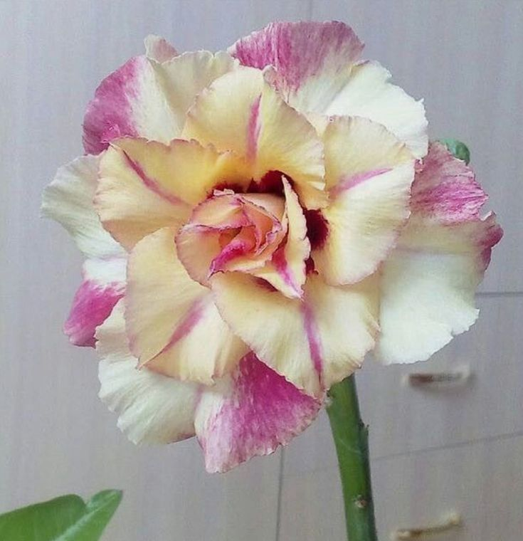 🔥Vypěstujte si Královnu pouště – nyní za sníženou cenu!🎁 😍Ráda kvete, má dlouhé období kvetení 🌵 Pouštní růže