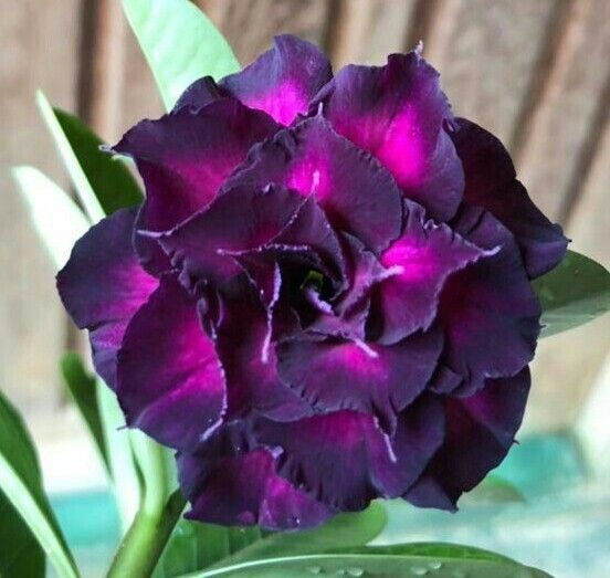 🔥Vypěstujte si Královnu pouště – nyní za sníženou cenu!🎁 😍Ráda kvete, má dlouhé období kvetení 🌵 Pouštní růže