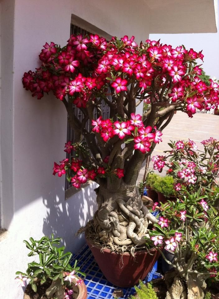 🔥Vypěstujte si Královnu pouště – nyní za sníženou cenu!🎁 😍Ráda kvete, má dlouhé období kvetení 🌵 Pouštní růže