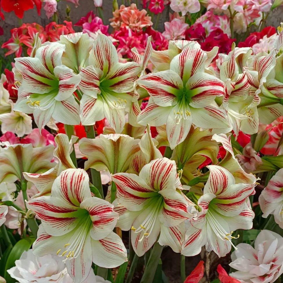 Cibule amarylisů s dvojitým květem🌼