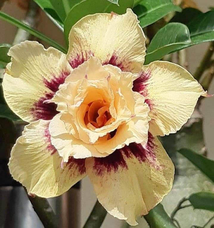 🔥Vypěstujte si Královnu pouště – nyní za sníženou cenu!🎁 😍Ráda kvete, má dlouhé období kvetení 🌵 Pouštní růže