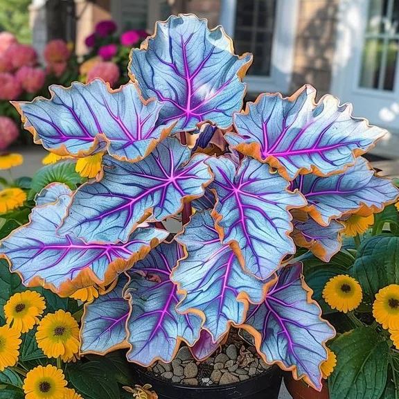 🌿 Barevná semínka hosty – král stínu v zahradě! 🌿