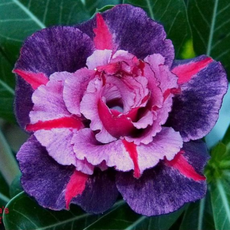 🔥Vypěstujte si Královnu pouště – nyní za sníženou cenu!🎁 😍Ráda kvete, má dlouhé období kvetení 🌵 Pouštní růže