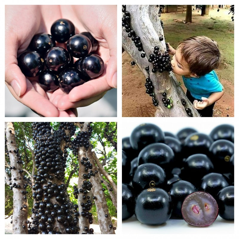 Jabuticaba hroznová semínka