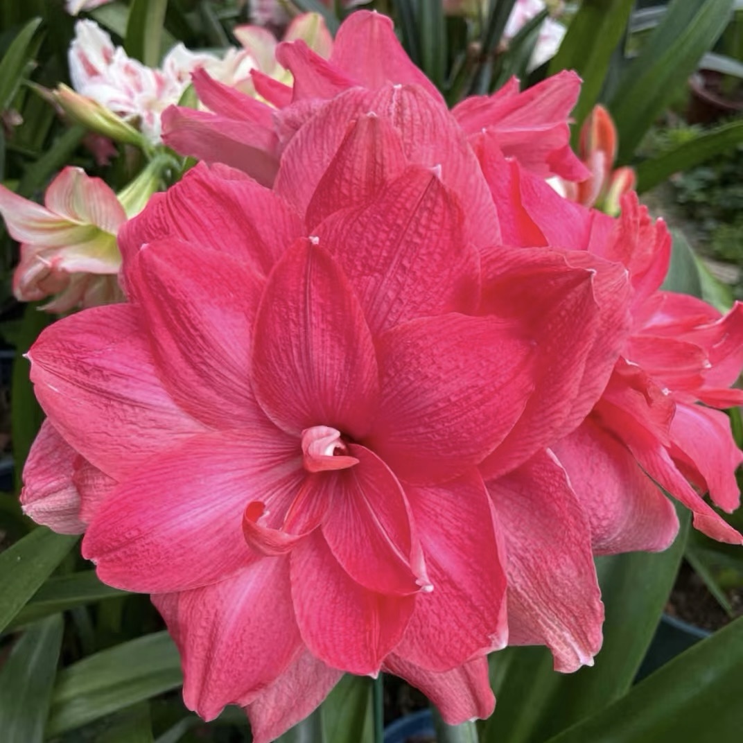 Cibule amarylisů s dvojitým květem🌼