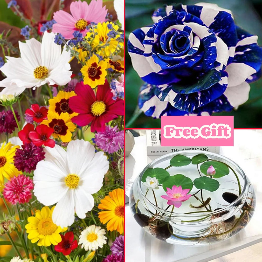 🔥Poslední den prodeje💐Smíšená semena trvalek - přes 60 různých odrůd