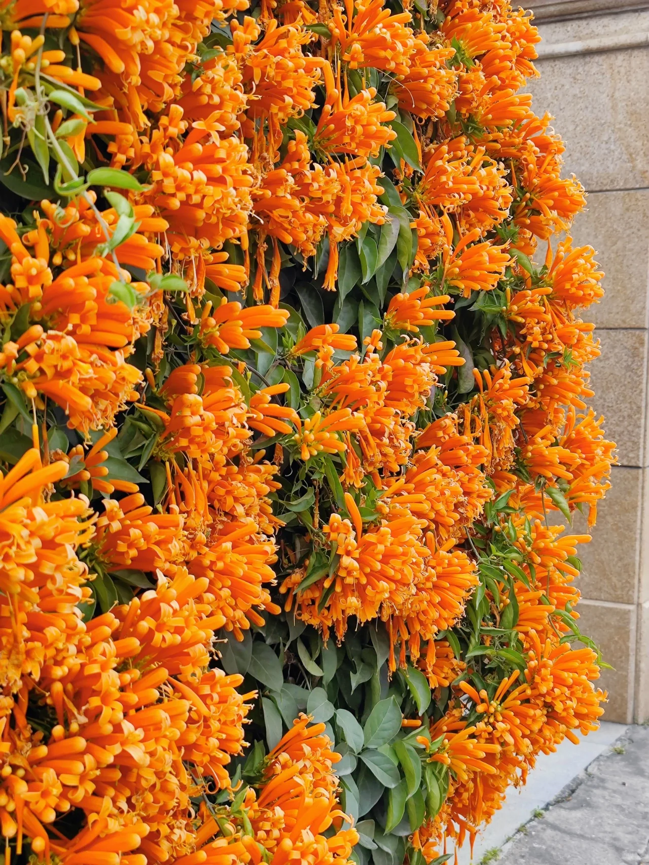 Semena květů Firecracker