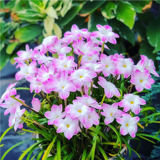 Cibulky dešťových orchidejí – kvetou po dalším dešti