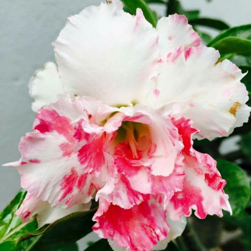 🔥Vypěstujte si Královnu pouště – nyní za sníženou cenu!🎁 😍Ráda kvete, má dlouhé období kvetení 🌵 Pouštní růže