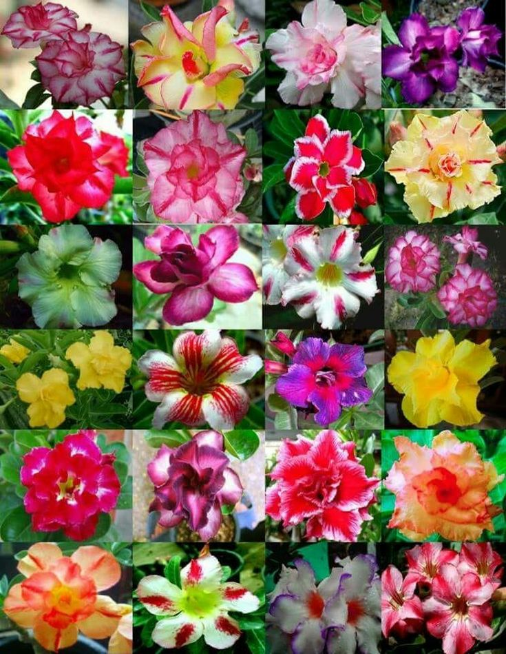 🔥Vypěstujte si Královnu pouště – nyní za sníženou cenu!🎁 😍Ráda kvete, má dlouhé období kvetení 🌵 Pouštní růže