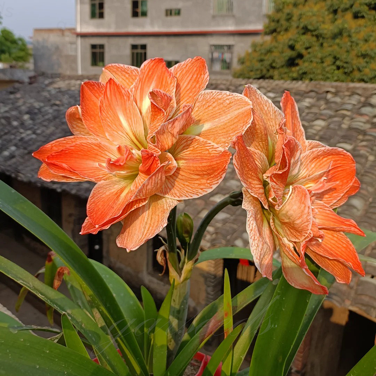 Cibule amarylisů s dvojitým květem🌼