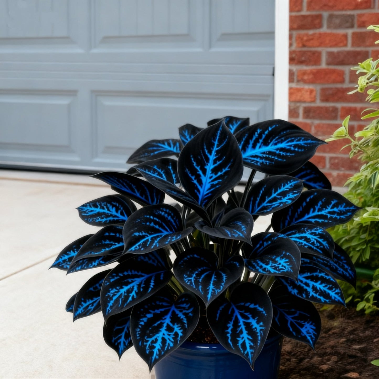 🌈🔥 Limitovaná edice host s duhovým plamenem - vzácné vícebarevné listy, exkluzivně v našem obchodě 🌸