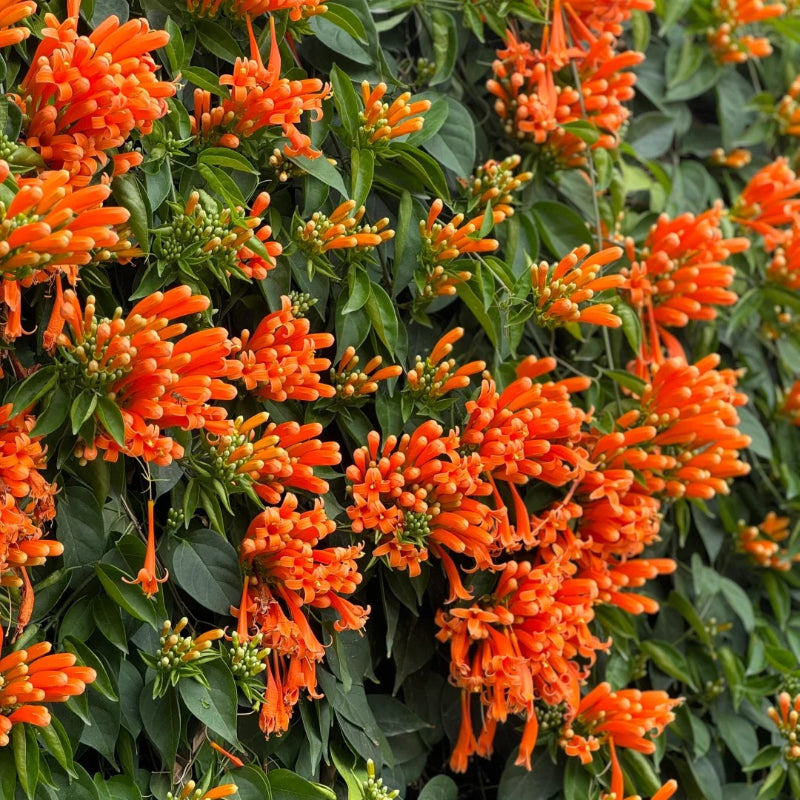 Semena květů Firecracker