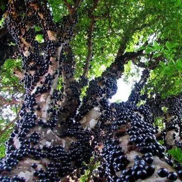 Jabuticaba hroznová semínka