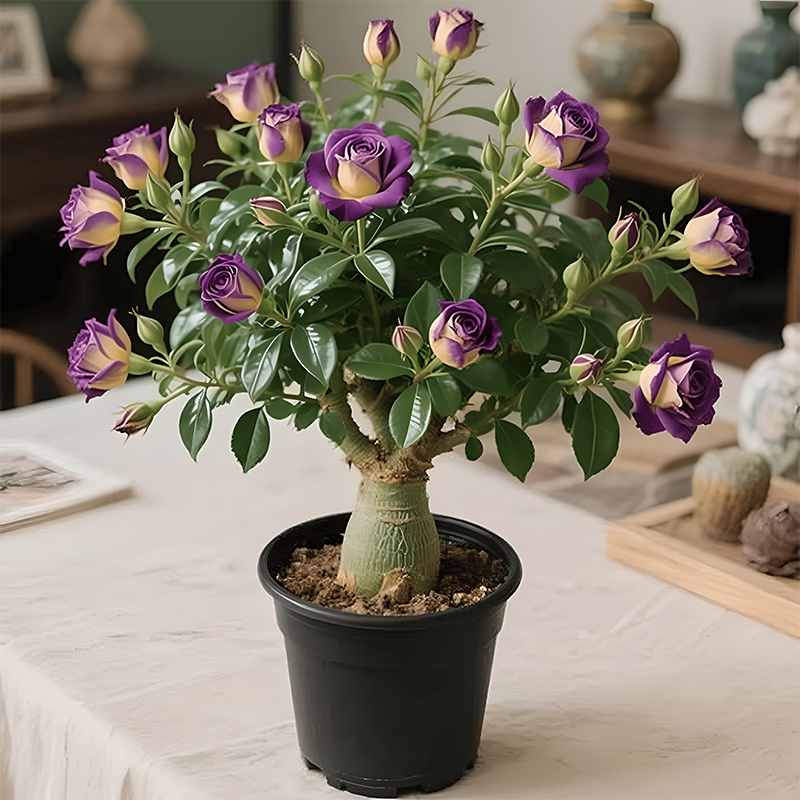 🌵🌺Cibulky pouštních růží