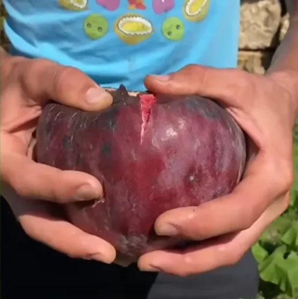 🍑Super obří fíková semínka – Broskvová sladkost v každém soustu! 🌟