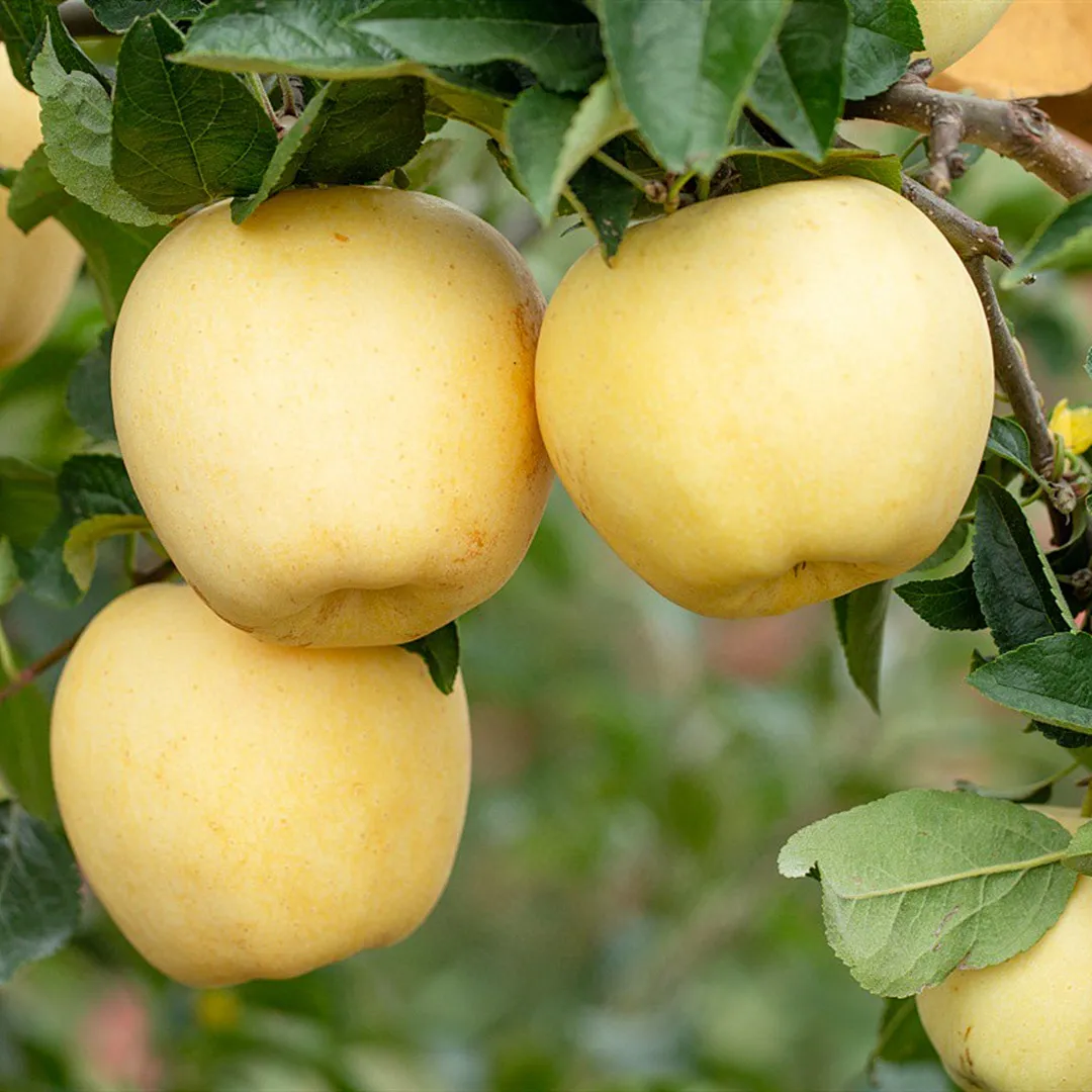 Semena Golden Apple, 90% míra přežití