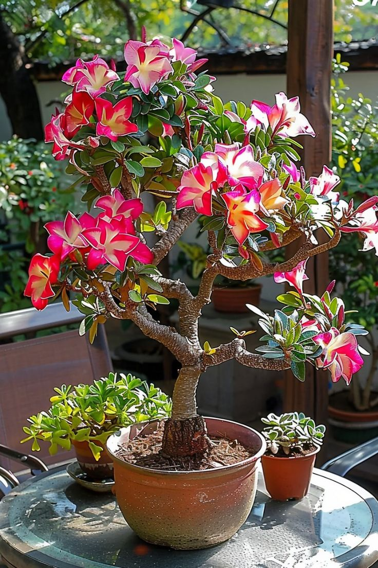 🔥Vypěstujte si Královnu pouště – nyní za sníženou cenu!🎁 😍Ráda kvete, má dlouhé období kvetení 🌵 Pouštní růže