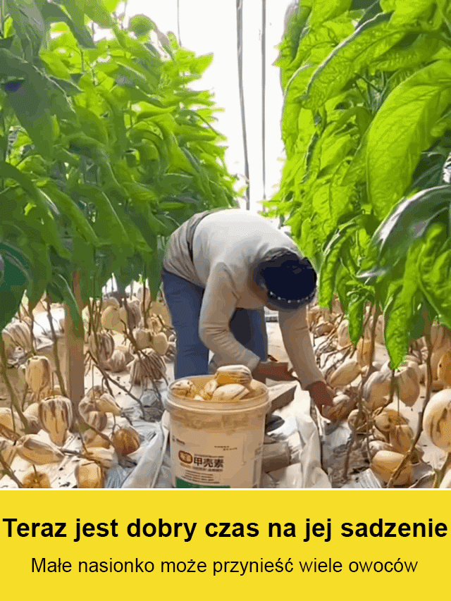 JS-Hypoglykemické a antihypertenzní mléko žluté maso hrnkové ženšen ovoce