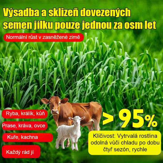 Dovážená semena žitné trávy