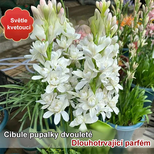 【Vůně rozšířená do daleka】Hlízové květy nočního jasmínu