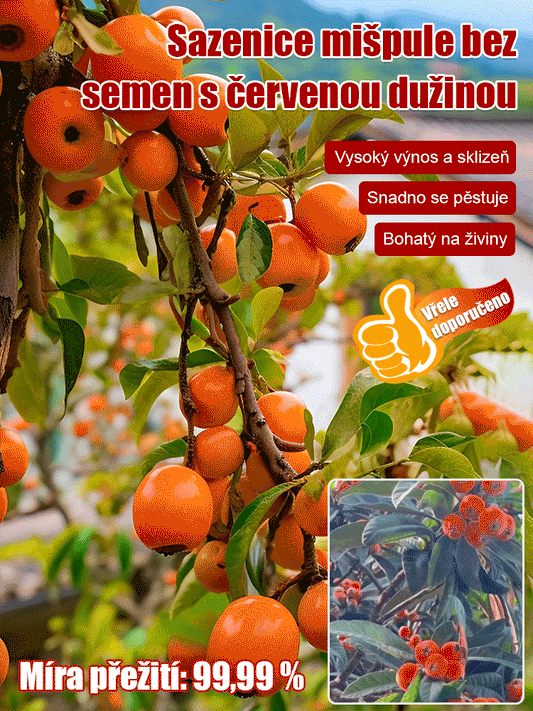 Bezsemenná sazenice lokvátu s červenou slupkou a červenou dužinou.