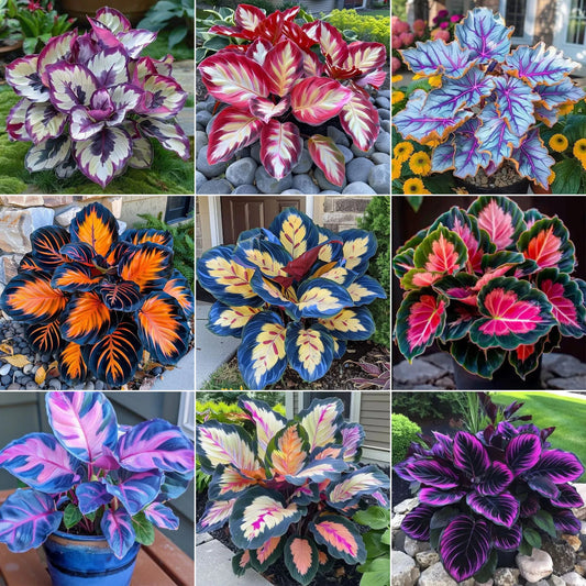 🌿 Barevná semínka hosty – král stínu v zahradě! 🌿