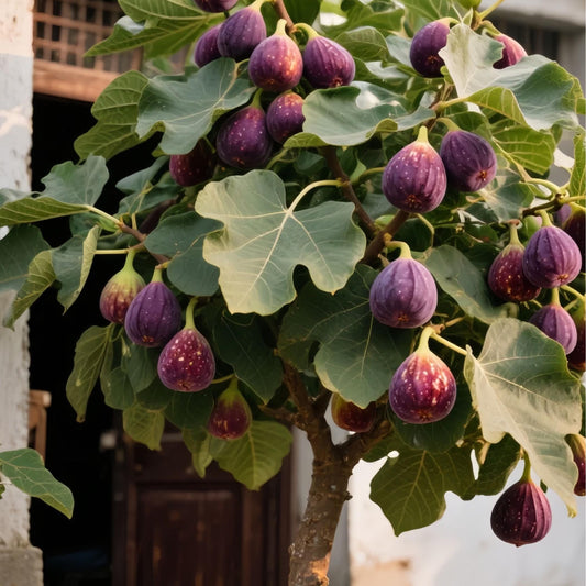 Semínka fíků SweetHarvest