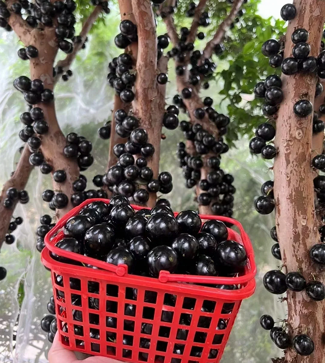 Jabuticaba hroznová semínka