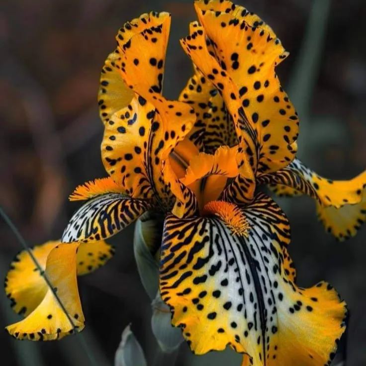 Amber Glow - vzácné cibulky kosatců⚜️