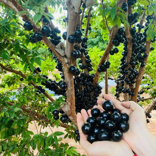 Jabuticaba hroznová semínka