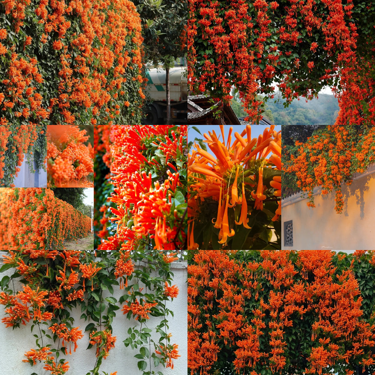 Semena květů Firecracker