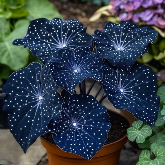 🌟Hosta Night Blue – skvělý doplněk vašeho domova! 🌟