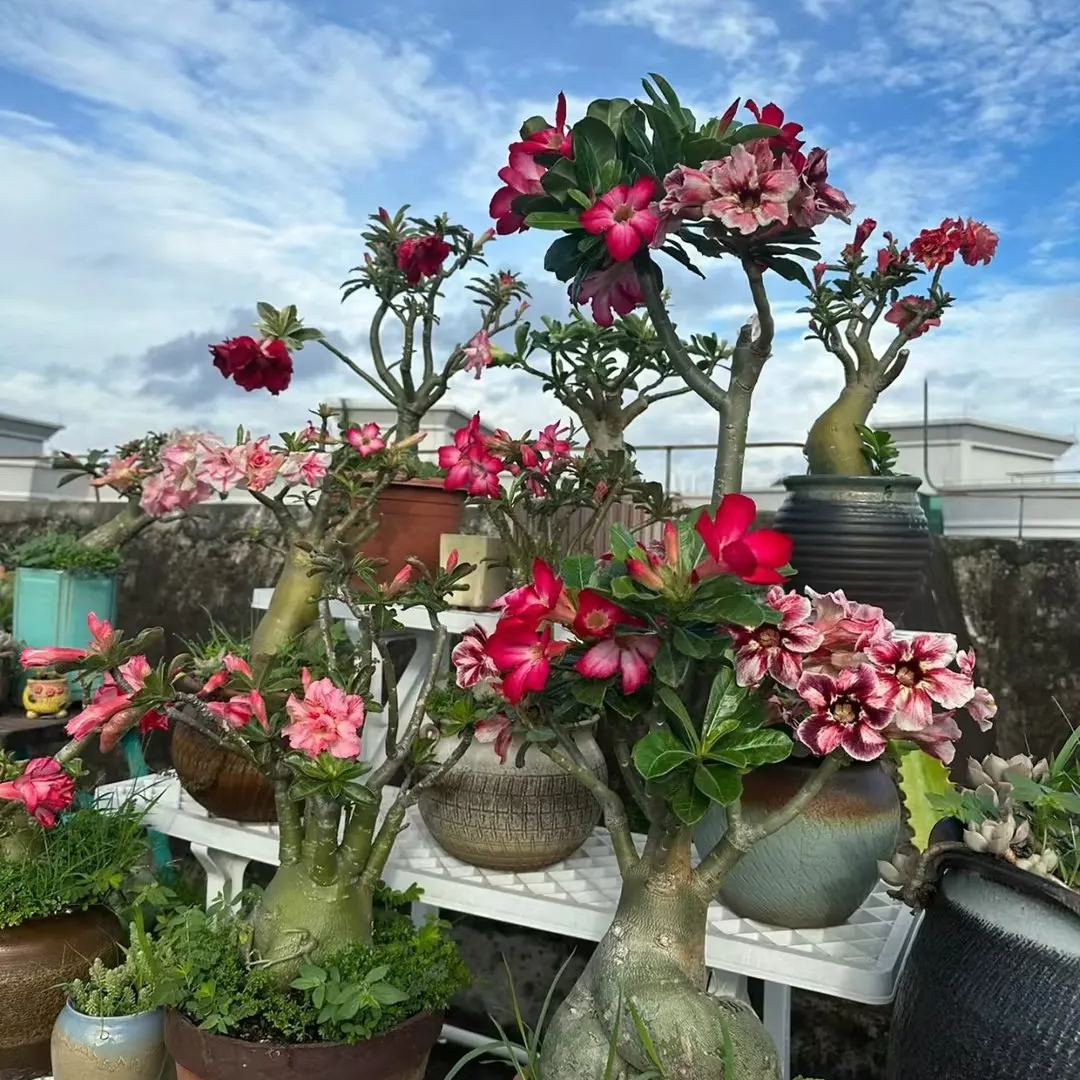 🔥Vypěstujte si Královnu pouště – nyní za sníženou cenu!🎁 😍Ráda kvete, má dlouhé období kvetení 🌵 Pouštní růže