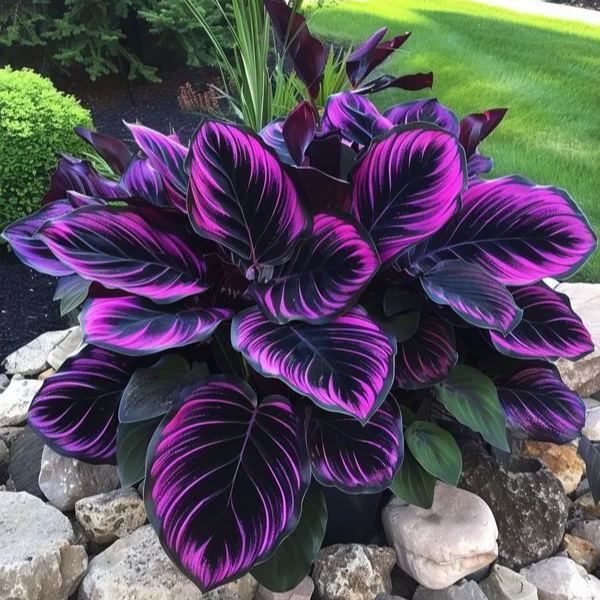 🌿 Barevná semínka hosty – král stínu v zahradě! 🌿