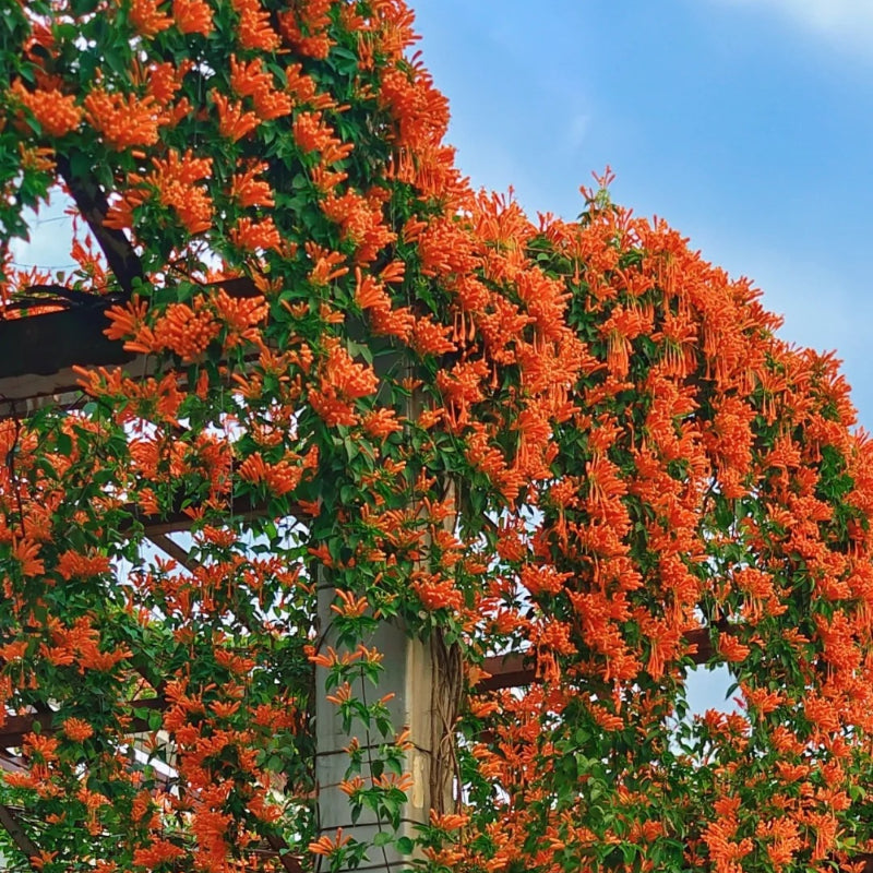 Semena květů Firecracker