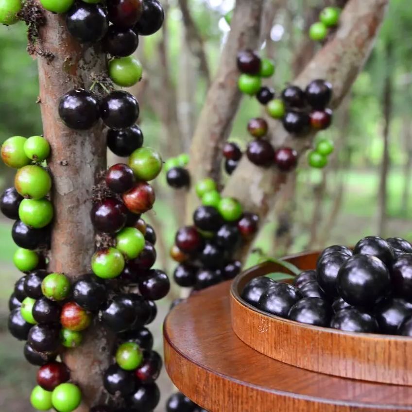 Jabuticaba hroznová semínka