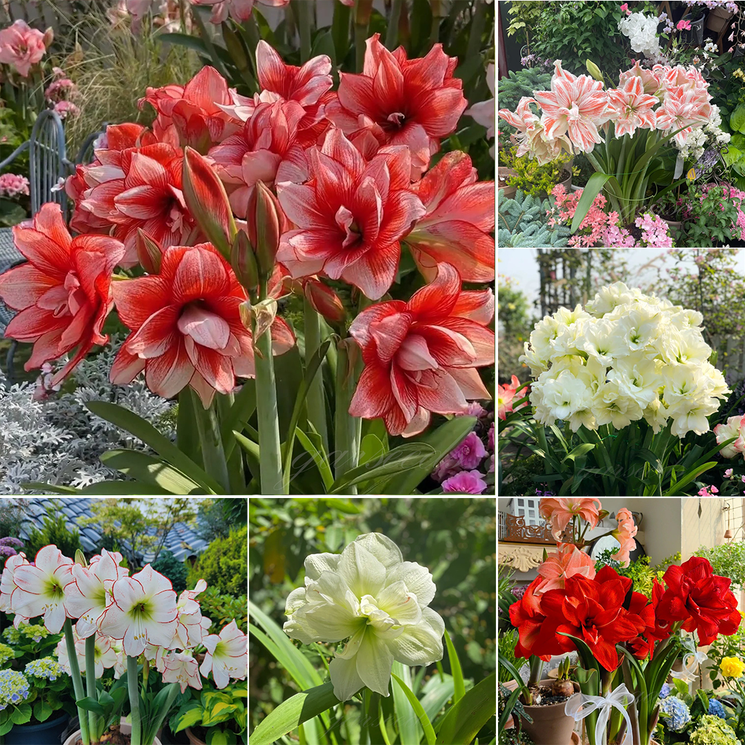 Cibule amarylisů s dvojitým květem🌼